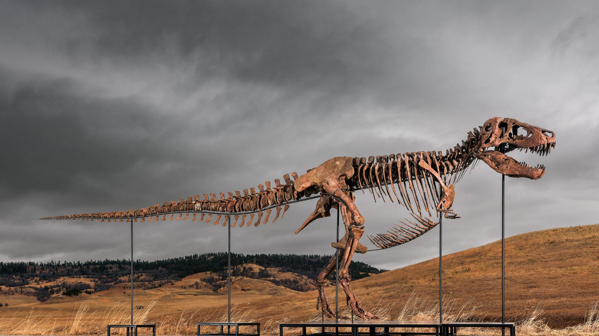 Dieses undatierte von Sotheby's zur Verfügung gestellte Foto zeigt «Gus», eines der größten und am besten erhaltene T-Rex-Skelett, das jemals entdeckt wurde. Dieses undatierte von Sotheby's zur Verfügung gestellte Foto zeigt «Gus», eines der größten und am besten erhaltene T-Rex-Skelett, das jemals entdeckt wurde.