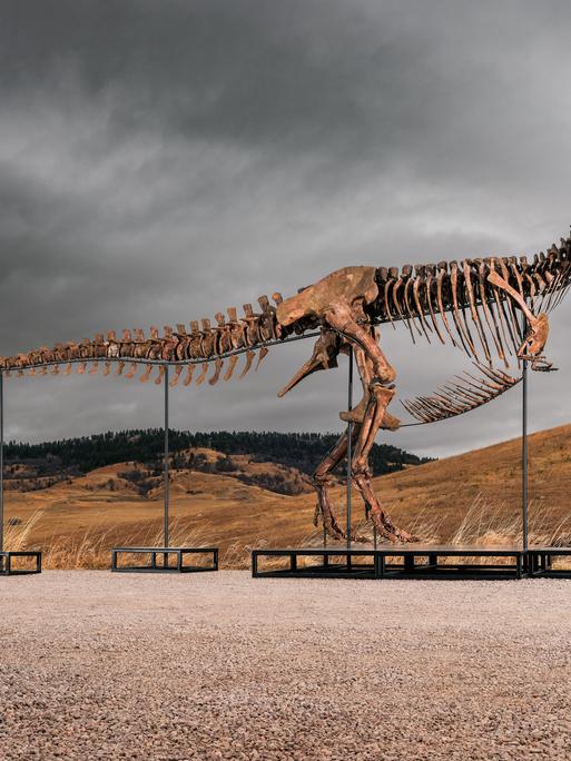 Dieses undatierte von Sotheby's zur Verfügung gestellte Foto zeigt «Gus», eines der größten und am besten erhaltene T-Rex-Skelett, das jemals entdeckt wurde.