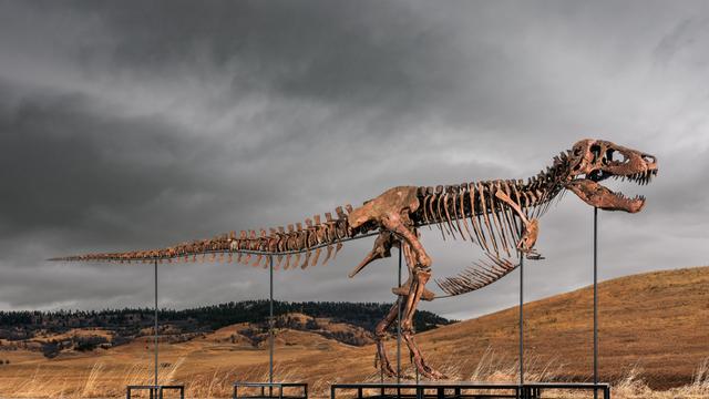 Dieses Foto zeigt das Skelett des Tyrannosaurus Rex in einem Außen-Bereich.