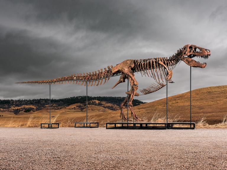 Dieses undatierte von Sotheby's zur Verfügung gestellte Foto zeigt «Gus», eines der größten und am besten erhaltene T-Rex-Skelett, das jemals entdeckt wurde.