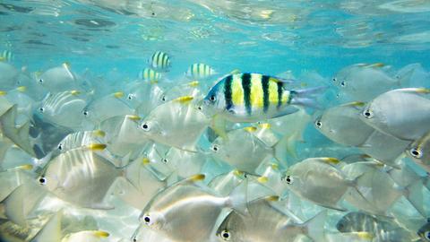 Schwarm silbriger Fische, in dessen Mitte ein einzelnder Fisch mit einem gelben Streifenmuster schwimmt.