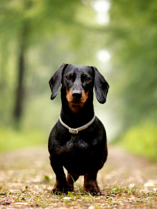 Ein Dackel (Deutsch-Kurzhaar) spielt im Wald und schaut in die Kamera.