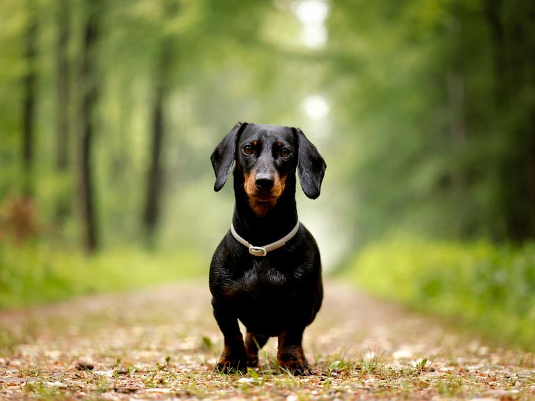 Ein Dackel (Deutsch-Kurzhaar) spielt im Wald und schaut in die Kamera.