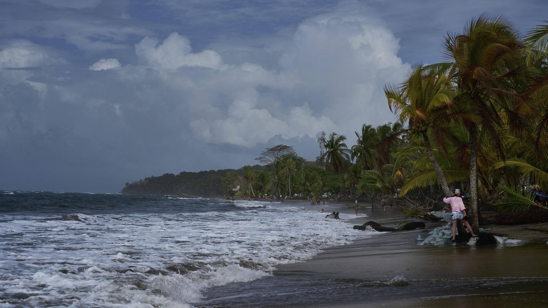 Palmen am Strand von Manzanillo in Costa Rica, der Strand ist teilweise mit Sandsäcken befestigt Palmen am Strand von Manzanillo in Costa Rica, der Strand ist teilweise mit Sandsäcken befestigt