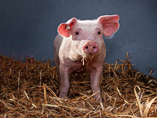 Ein Ferkel steht in einem Stall im Stroh. Es schaut in die Kamera. 