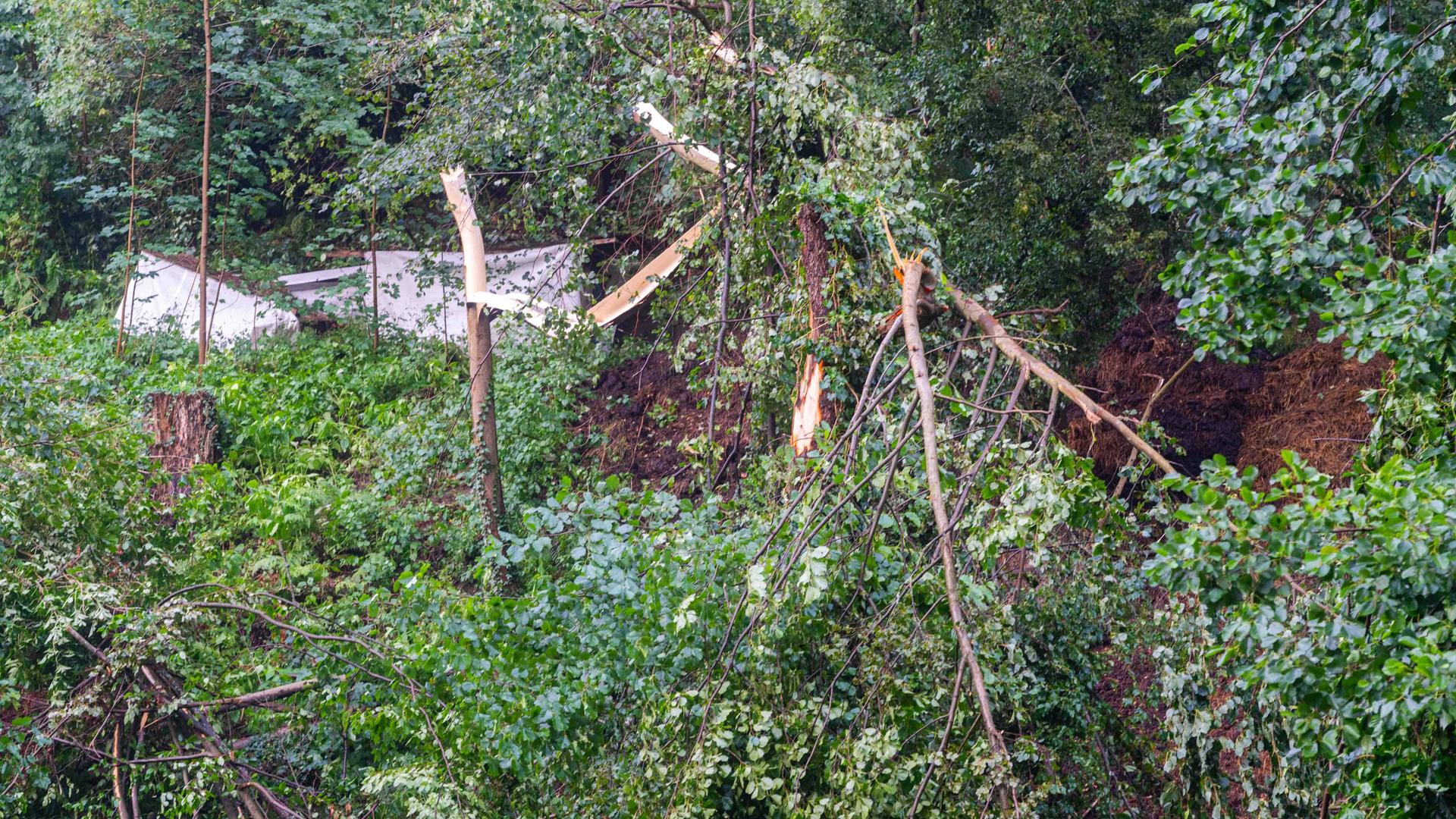 Ein Baum ist abgebrochen im Bereich der Felsenbühne Rathen. Bei einem Unwetter in Sachsen ist ein Mann ums Leben gekommen. 