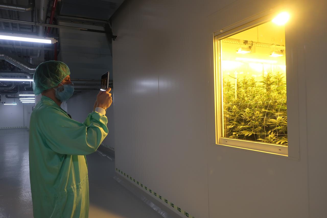 Ein Mann im Schutzanzug steht vor einem Fenster, hinter dem sich Cannabis-Pflanzen befinden.