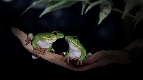 Zwei giftgrüne Frösche sitzen bei Nacht auf einem Zweig und scheinen sich zu küssen.
