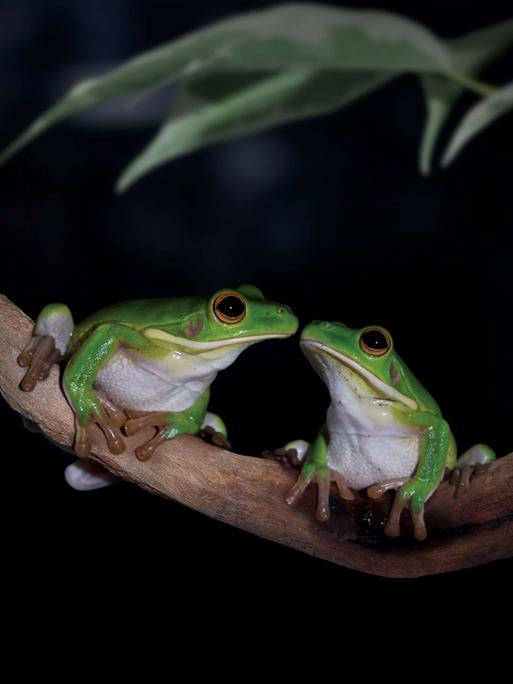Zwei giftgrüne Frösche sitzen bei Nacht auf einem Zweig und scheinen sich zu küssen. Zwei giftgrüne Frösche sitzen bei Nacht auf einem Zweig und scheinen sich zu küssen.
