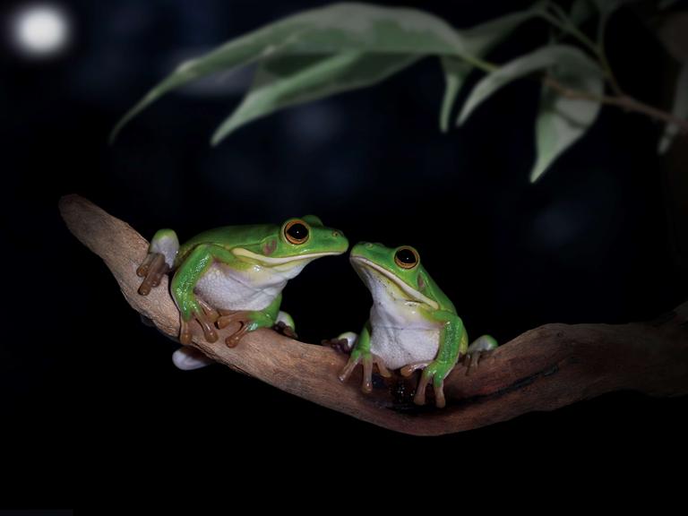 Zwei giftgrüne Frösche sitzen bei Nacht auf einem Zweig und scheinen sich zu küssen.
