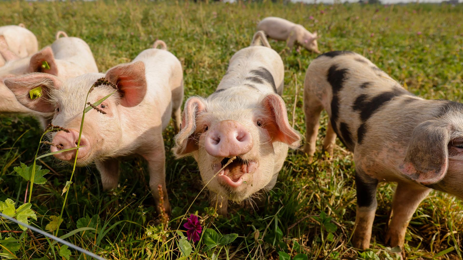Schweine auf einer Wiese vom Bioland Bauernhof Frohnenbruch in NRW