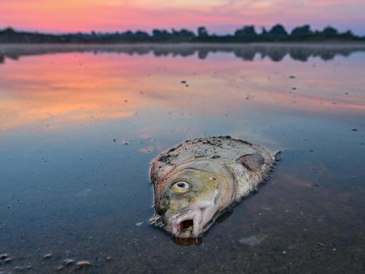Vergangenes Jahr beschäftigte das massive Fischsterben in der Oder Behörden und Anwohner in Deutschland und Polen.