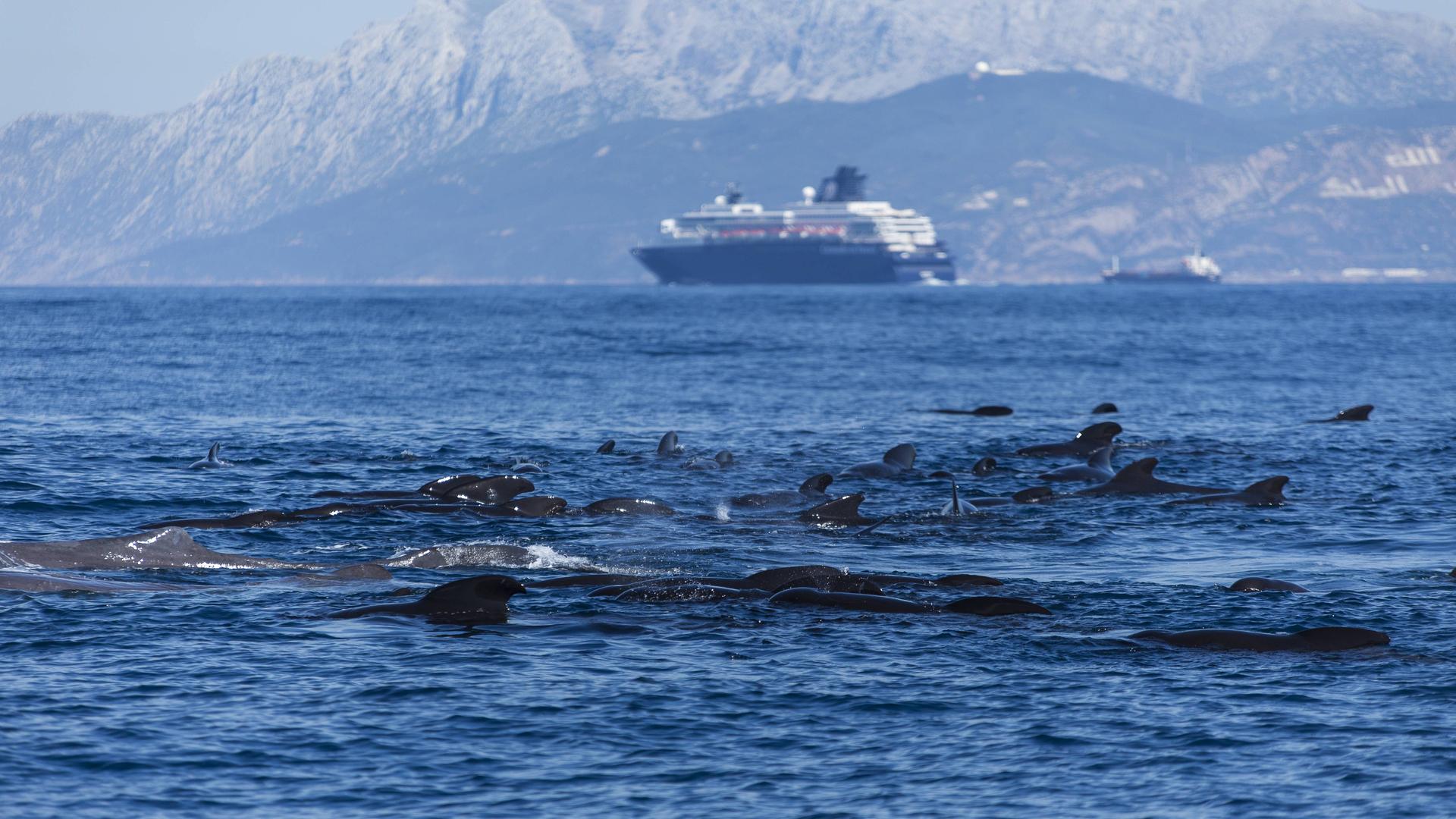 Spain, Andalusia, Tarifa, Long-finned pilot whales (Globicephala melas) and sperm whales (Physeter macrocephalus) in the Strait of Gibraltar 