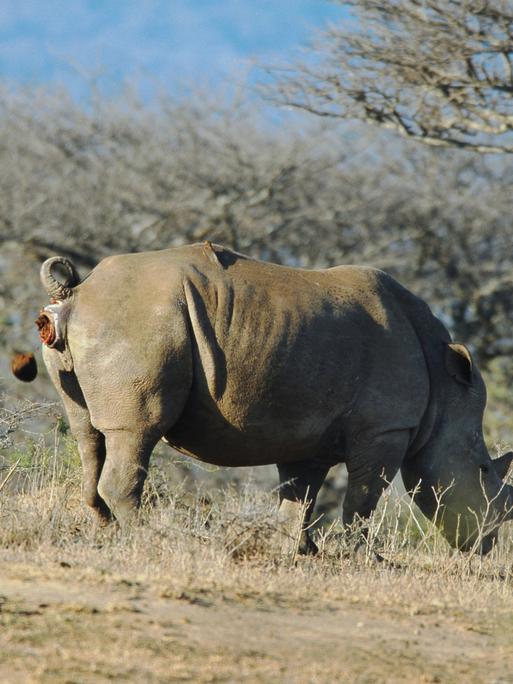 Ein Breitmaulnashorn frisst und lässt dabei Kot.