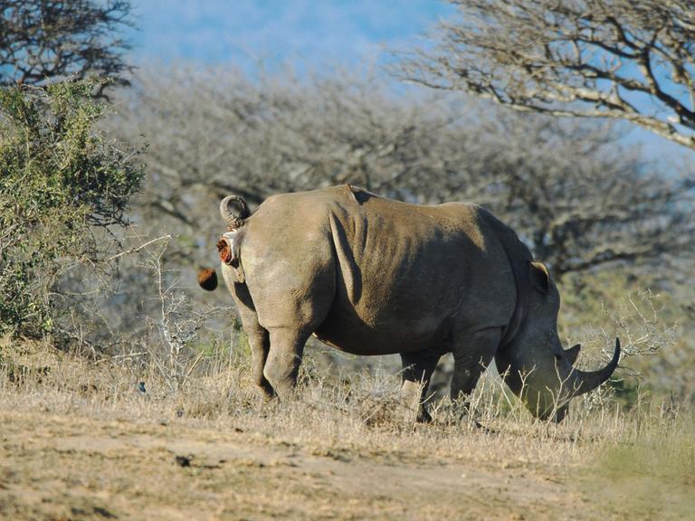 Ein Breitmaulnashorn frisst und lässt dabei Kot.