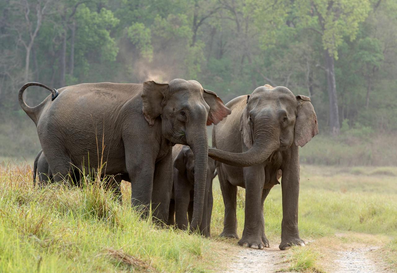 Elefanten stehen in einem Nationalpark an einem Weg.