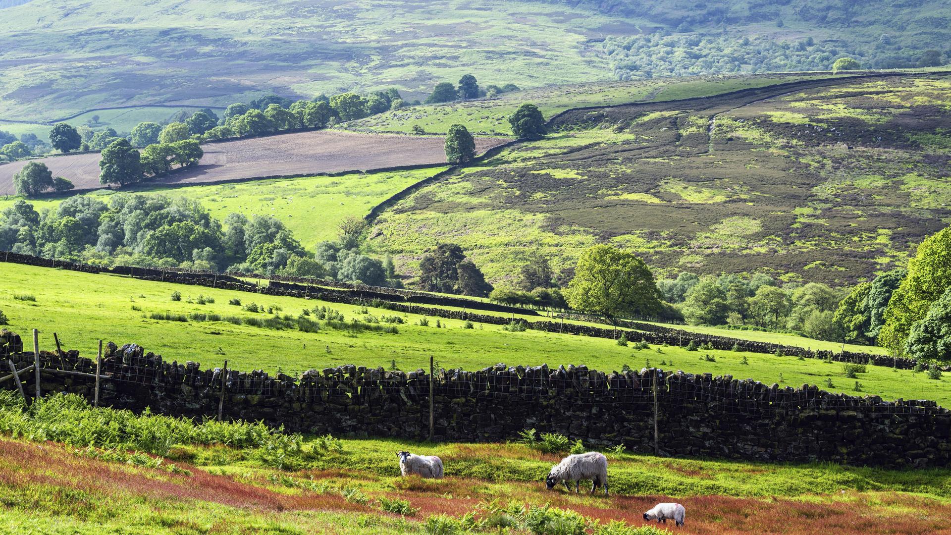Zu sehen sind mehrere Weiden im North York Moors National Park im englischen Yorkshire. Zu sehen sind mehrere Weiden im North York Moors National Park im englischen Yorkshire.