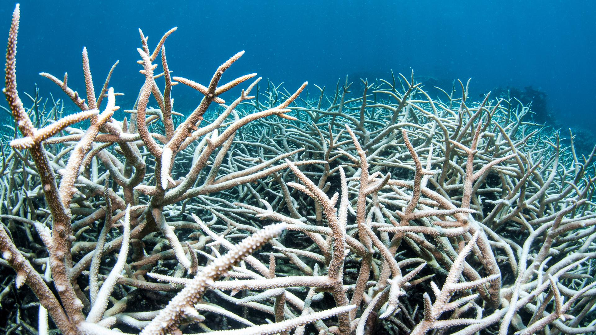 Korallenbleiche im Atlantik, die Korallen werden weiss und sterben ab.