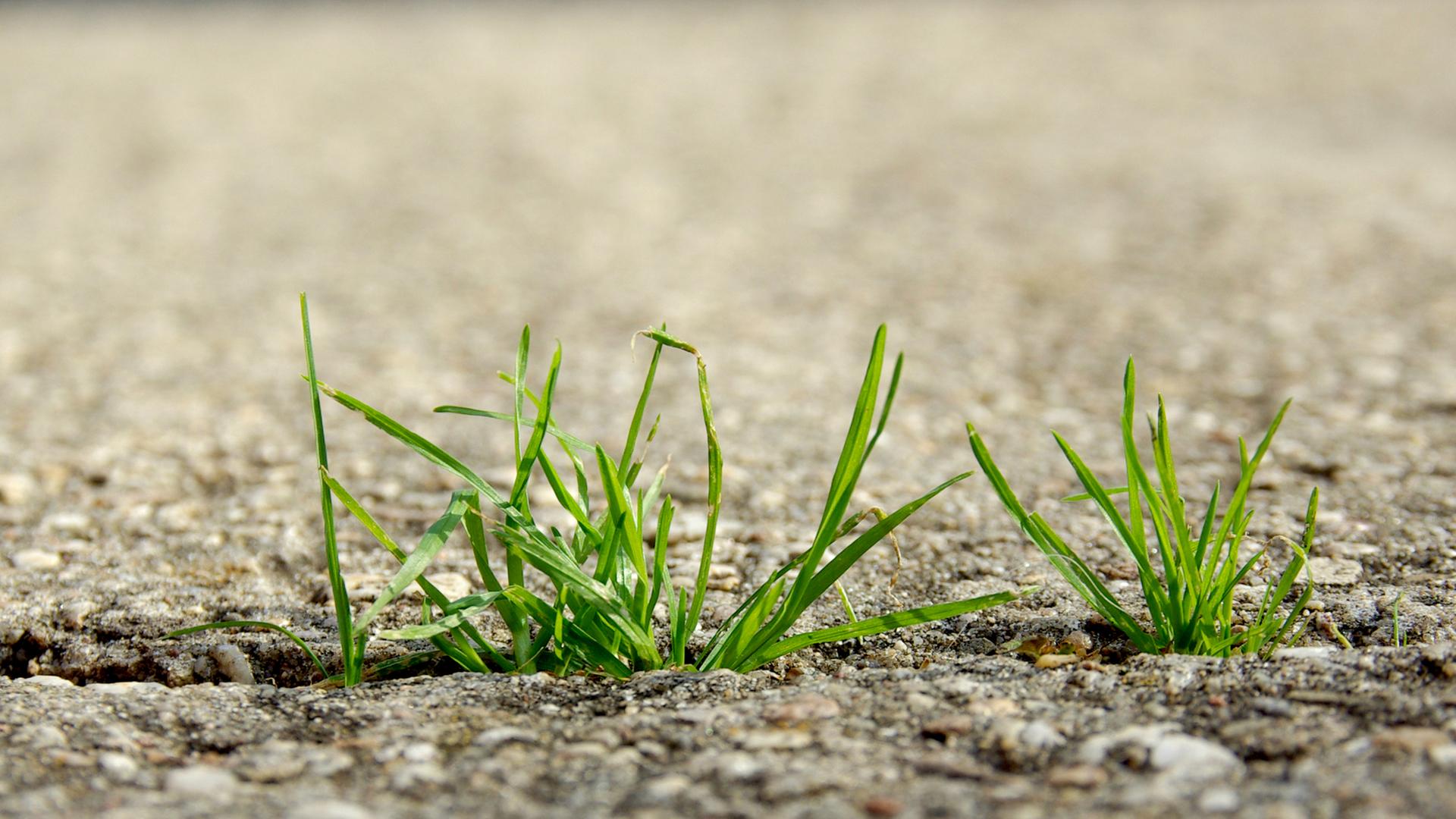 Durch einen Ritz in einer Betonplatte wächst Gras.