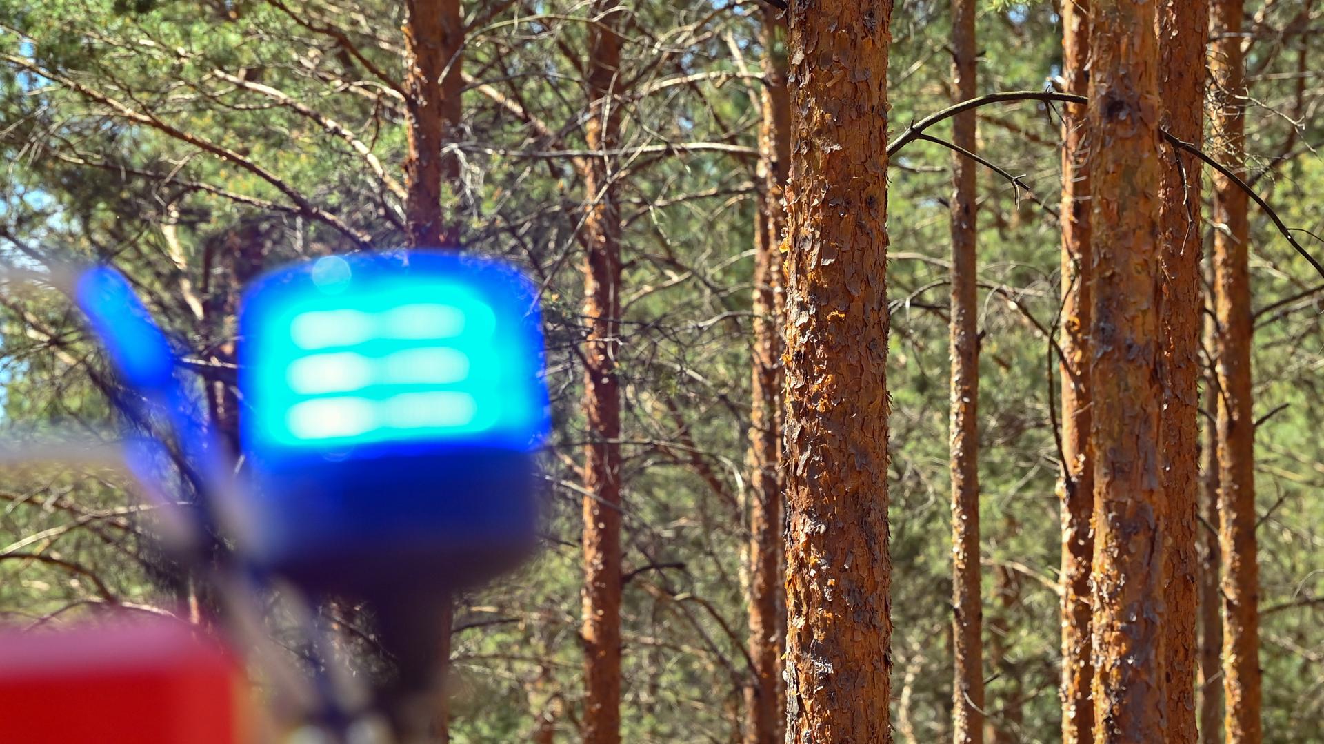 Das Blaulicht eines Feuerwehrfahrzeuges ist bei einem Brand in einem Kiefernwald nahe Wünsdorf zu sehen.