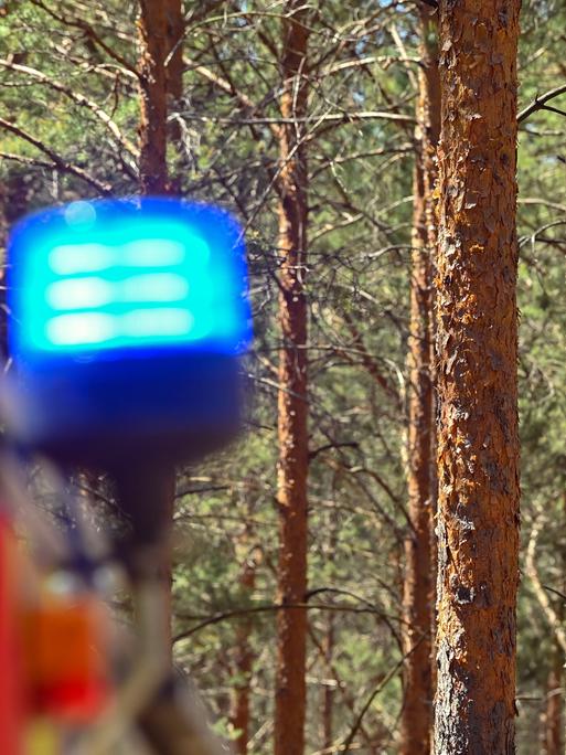 Das Blaulicht eines Feuerwehrfahrzeuges ist bei einem Brand in einem Kiefernwald nahe Wünsdorf zu sehen.