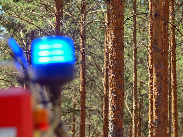 Das Blaulicht eines Feuerwehrfahrzeuges ist bei einem Brand in einem Kiefernwald nahe Wünsdorf zu sehen.