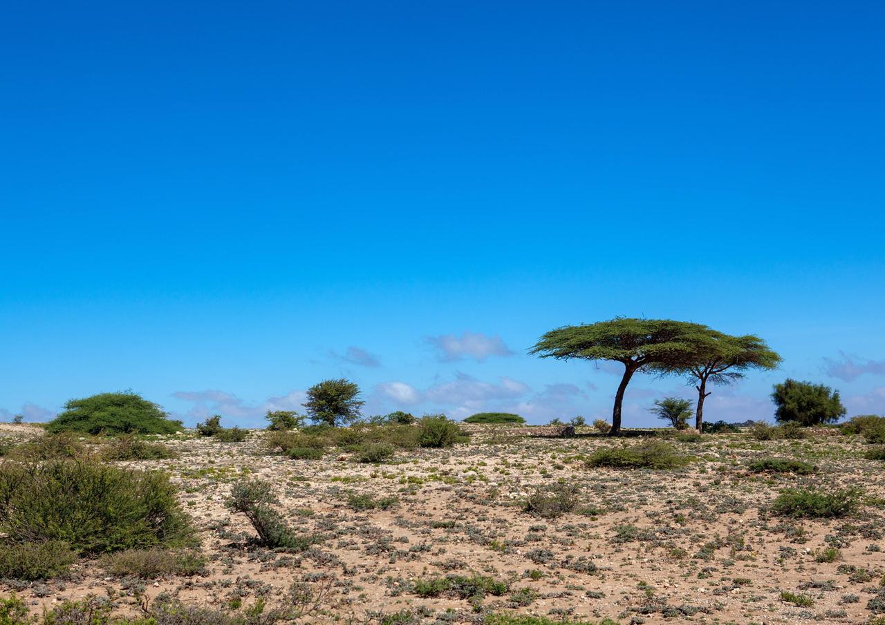 Akazienbäume in einer trockenen Landschaft in Afrika.