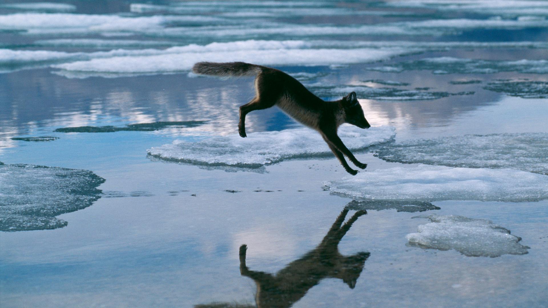 Ein Polarfuchs (Alopex lagopus) springt über Eis. Ein Polarfuchs (Alopex lagopus) springt über Eis.