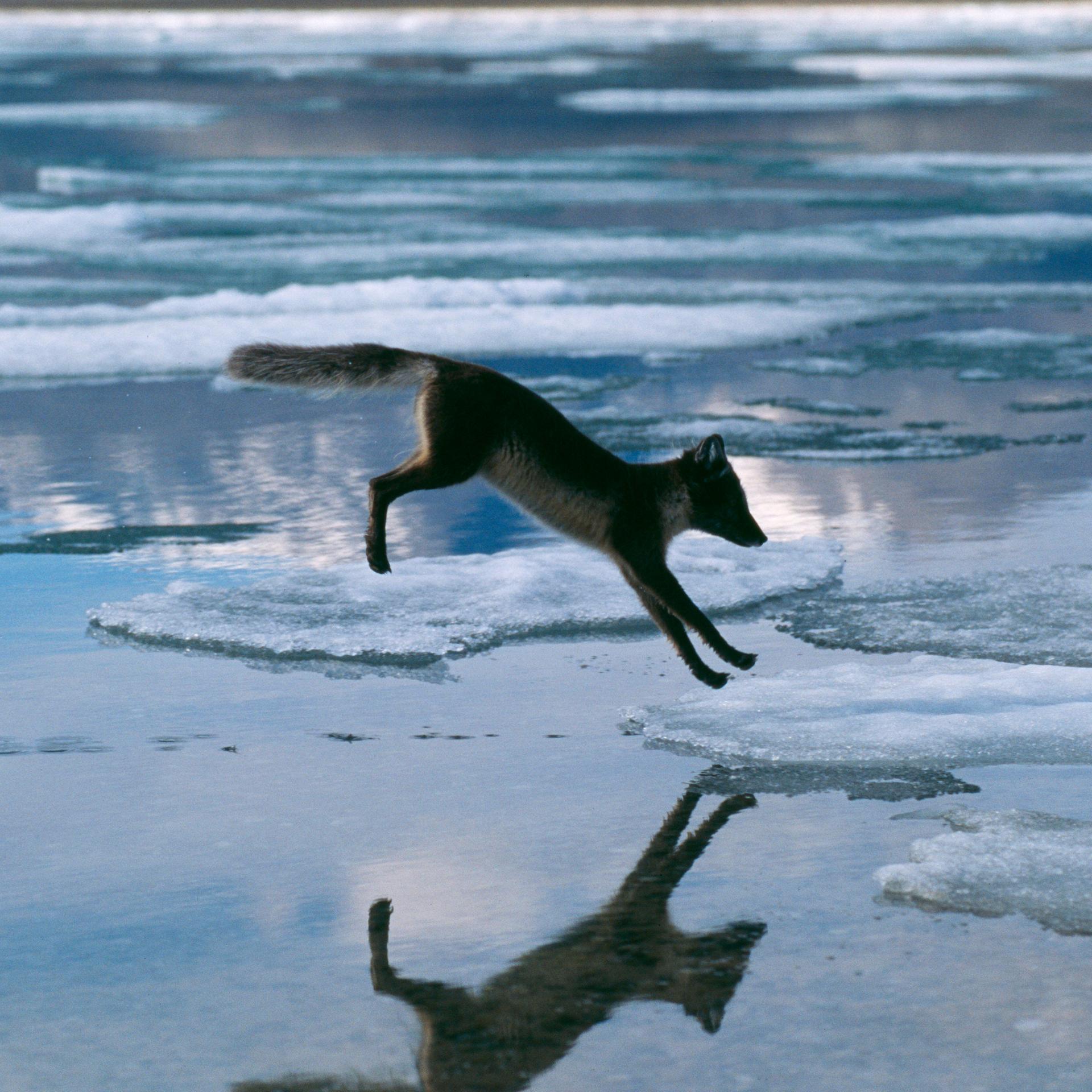 Ein Polarfuchs (Alopex lagopus) springt über Eis.