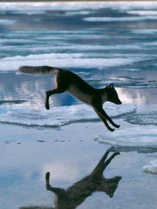 Ein Polarfuchs (Alopex lagopus) springt über Eis.