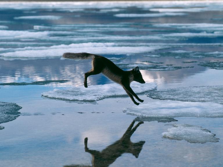 Ein Polarfuchs (Alopex lagopus) springt über Eis.