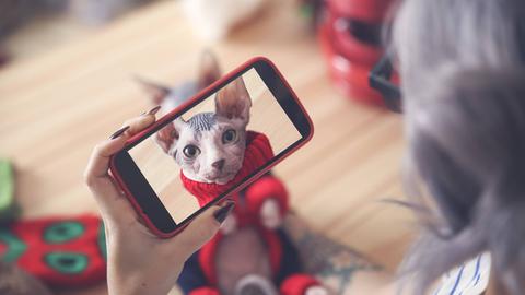 Eine Person filmt eine Katze, die einen kleinen Pullover trägt, mit dem Smartphone. 