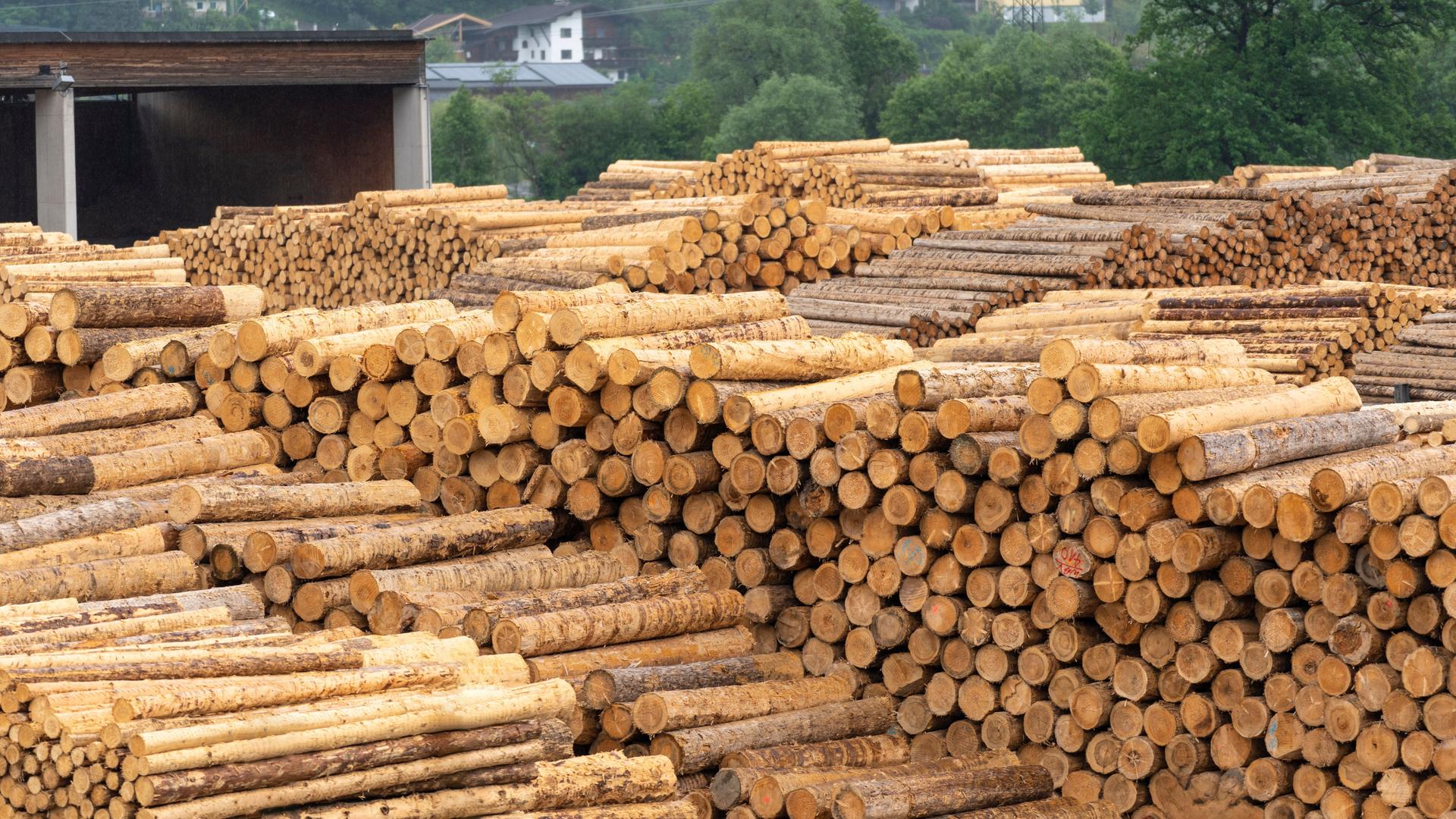 Ein Säge-Werk mit vielen Baum-Stämmen Ein Säge-Werk mit vielen Baum-Stämmen