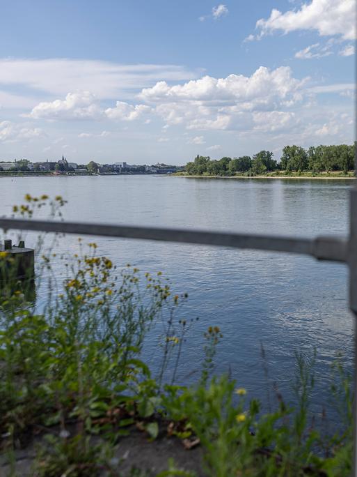 Badeverbotsschild vor dem Rheinufer in Bonn. Im Hintergrunf sieht man den Fluss.