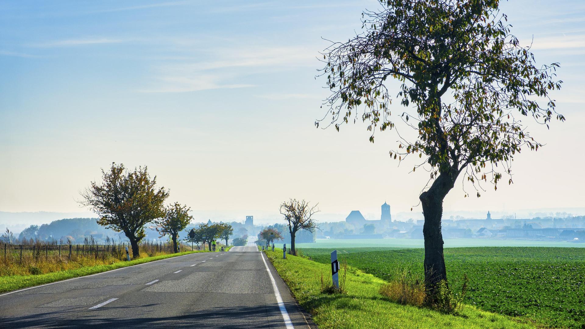 Blick über eine von Bäumen gesäumte Landstrasse. Am Horizont ist eine Stadt zu sehen