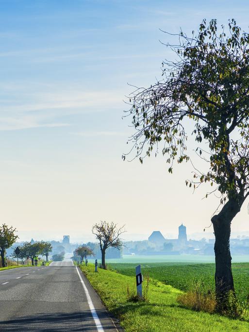 Blick über eine von Bäumen gesäumte Landstrasse. Am Horizont ist eine Stadt zu sehen