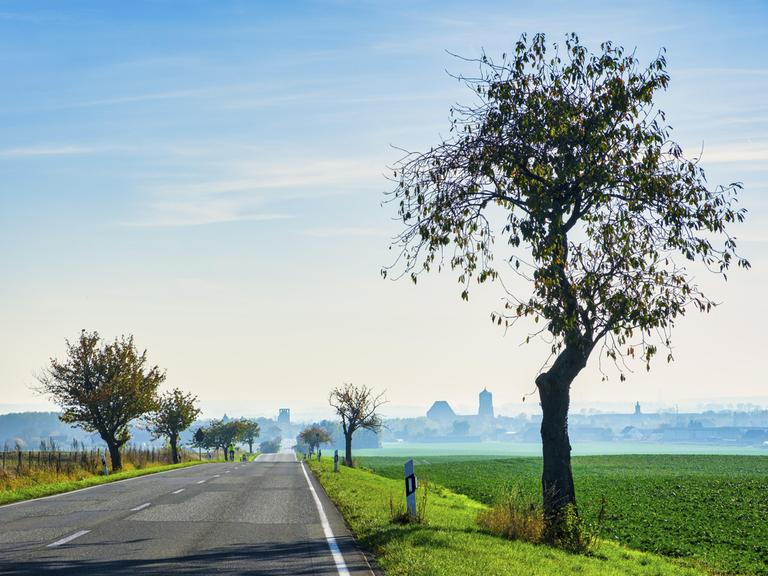 Blick über eine von Bäumen gesäumte Landstrasse. Am Horizont ist eine Stadt zu sehen