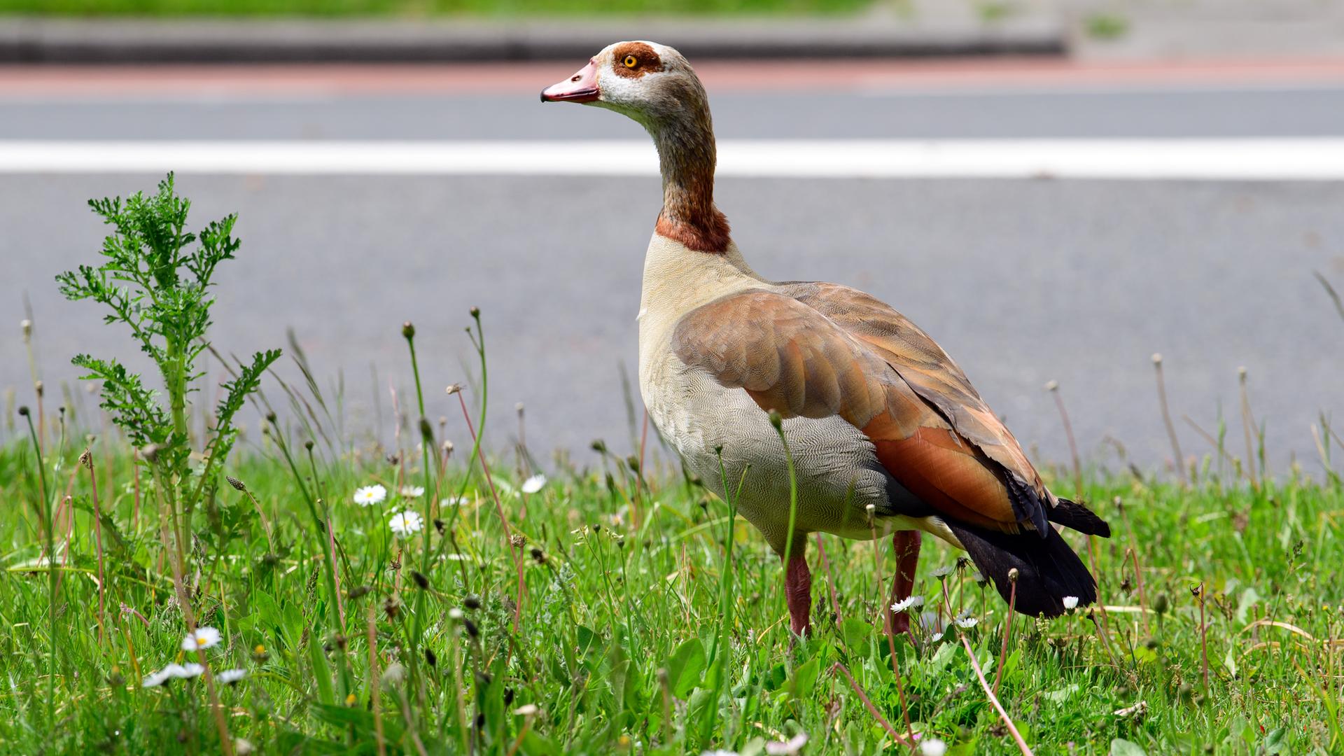 Eine Nilgans steht am Straßenrand auf einer Wiese. Eine Nilgans steht am Straßenrand auf einer Wiese.