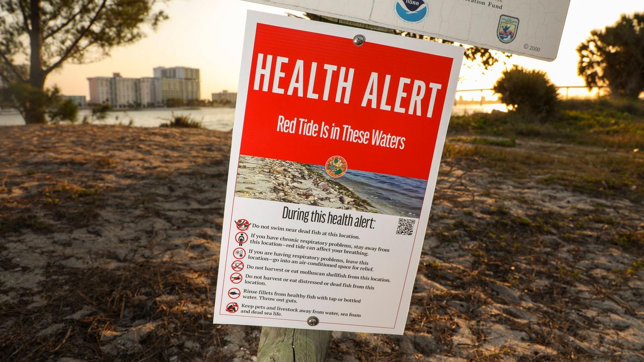 Ein Warnschild am Clearwater-Beach im US-Bundesstaat Florida. Es warnt vor Braunalgen im Wasser. Die Algen liegen auch überall am Strand.