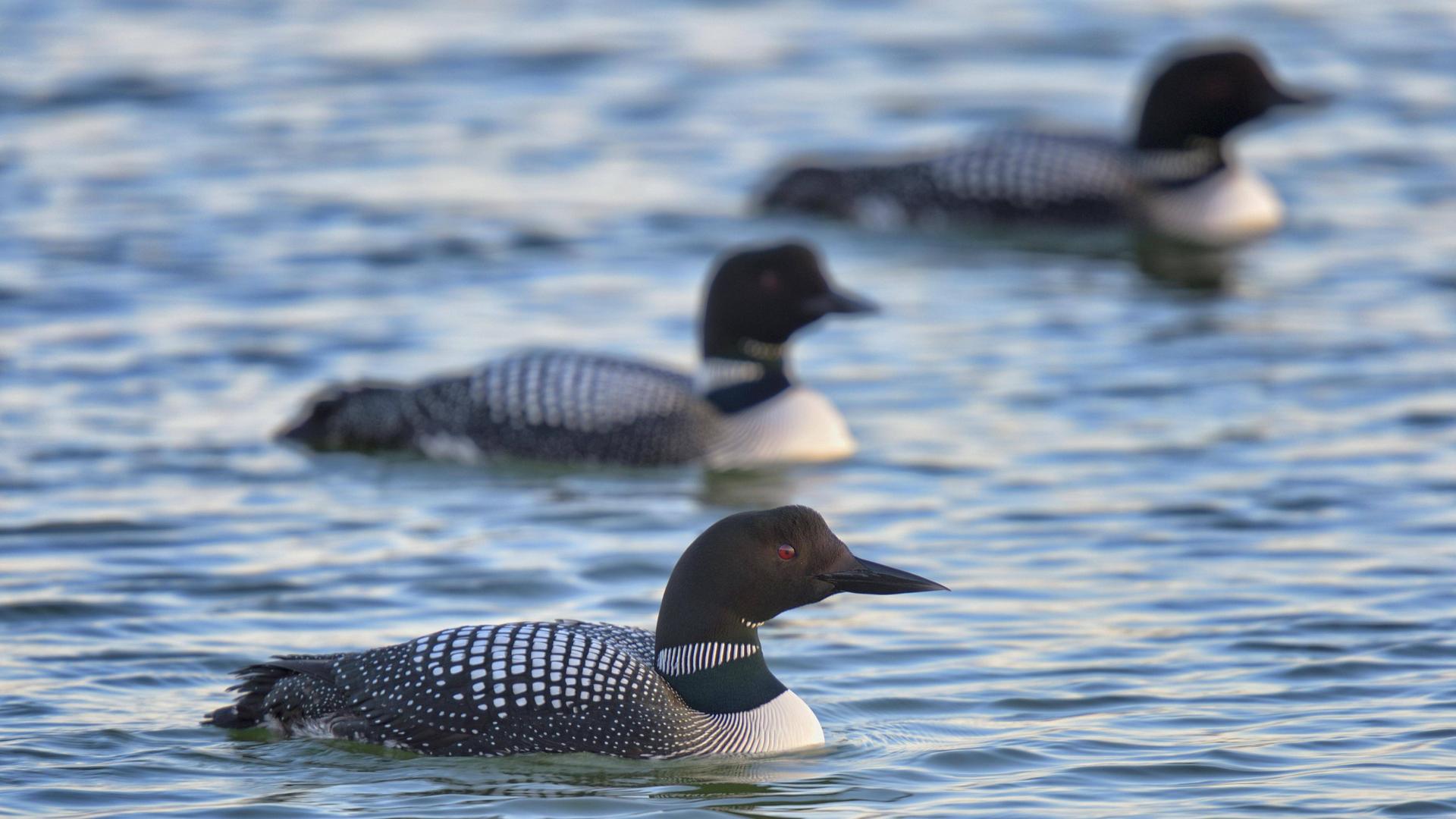 Eistaucher auf dem Wasser. Eistaucher sind eine Vogelart aus der Gattung der Seetaucher. Eistaucher auf dem Wasser. Eistaucher sind eine Vogelart aus der Gattung der Seetaucher.