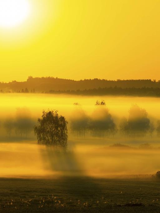 Sonnenaufgang und Frühnebel über dem Moor, Pfrungen, Pfrunger-Burgweiler Ried, Baden-Württemberg.