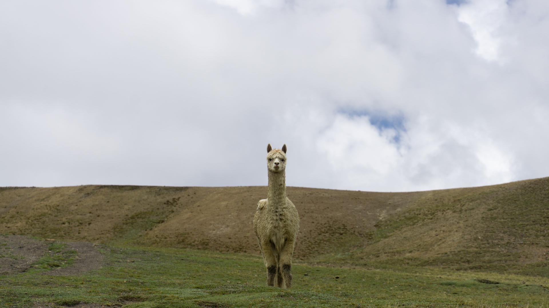Ein Lama steht mittig auf einer Wiese.