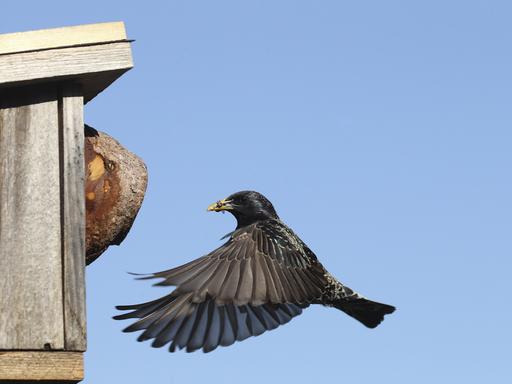 Ein Star fliegt mit Futter im Schnabel seinen Nistkasten im Garten an.
