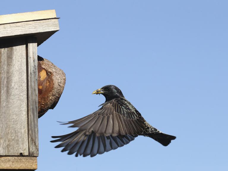 Ein Star fliegt mit Futter im Schnabel seinen Nistkasten im Garten an.