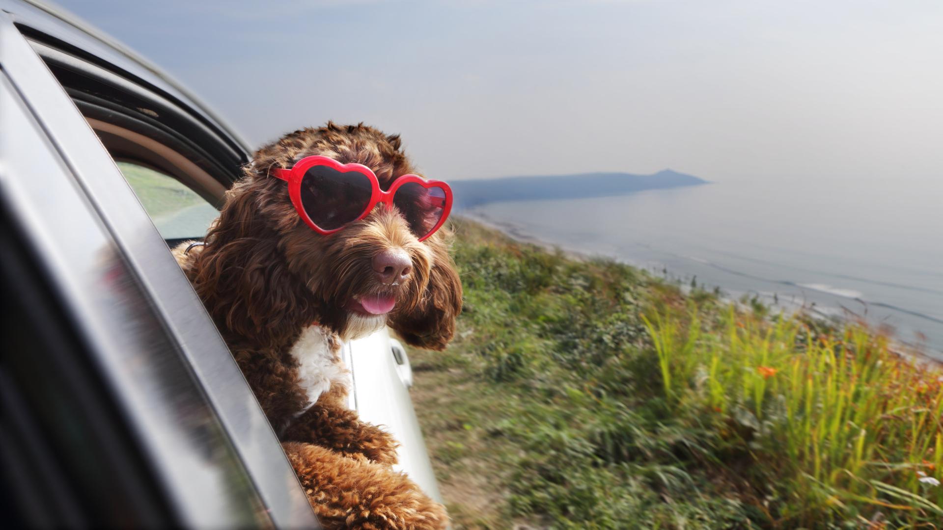 Ein Hund lehnt sich aus dem Beifahrerfenster eines Autos, das eine Küstenstraße entlangfährt. Er trägt eine rote Sonnenbrille mit herzförmigen Gläsern.