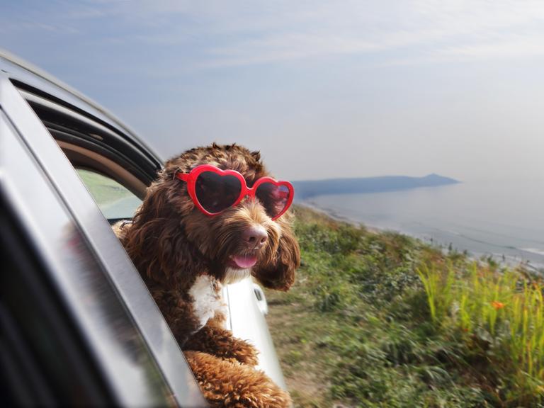 Ein Hund lehnt sich aus dem Beifahrerfenster eines Autos, das eine Küstenstraße entlangfährt. Er trägt eine rote Sonnenbrille mit herzförmigen Gläsern.