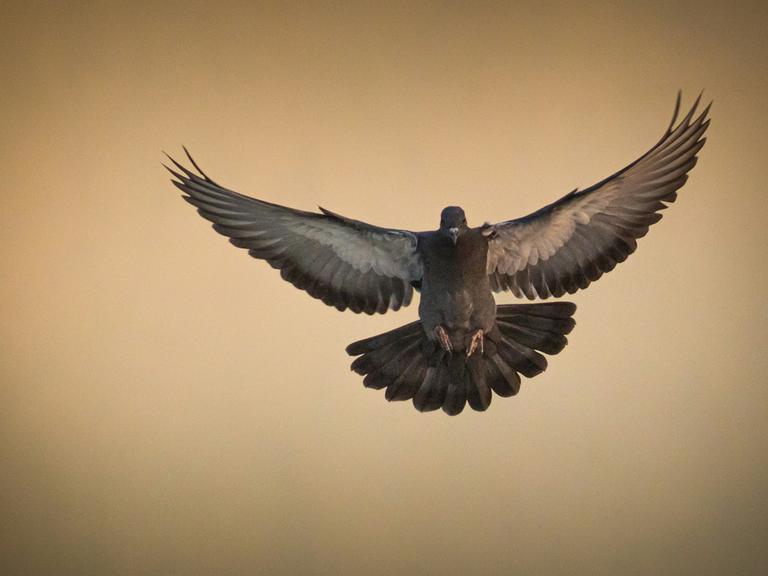 Eine Taube fliegt bei gedämpften Licht mit breit ausgestreckten Schwingen auf die Kamera zu.