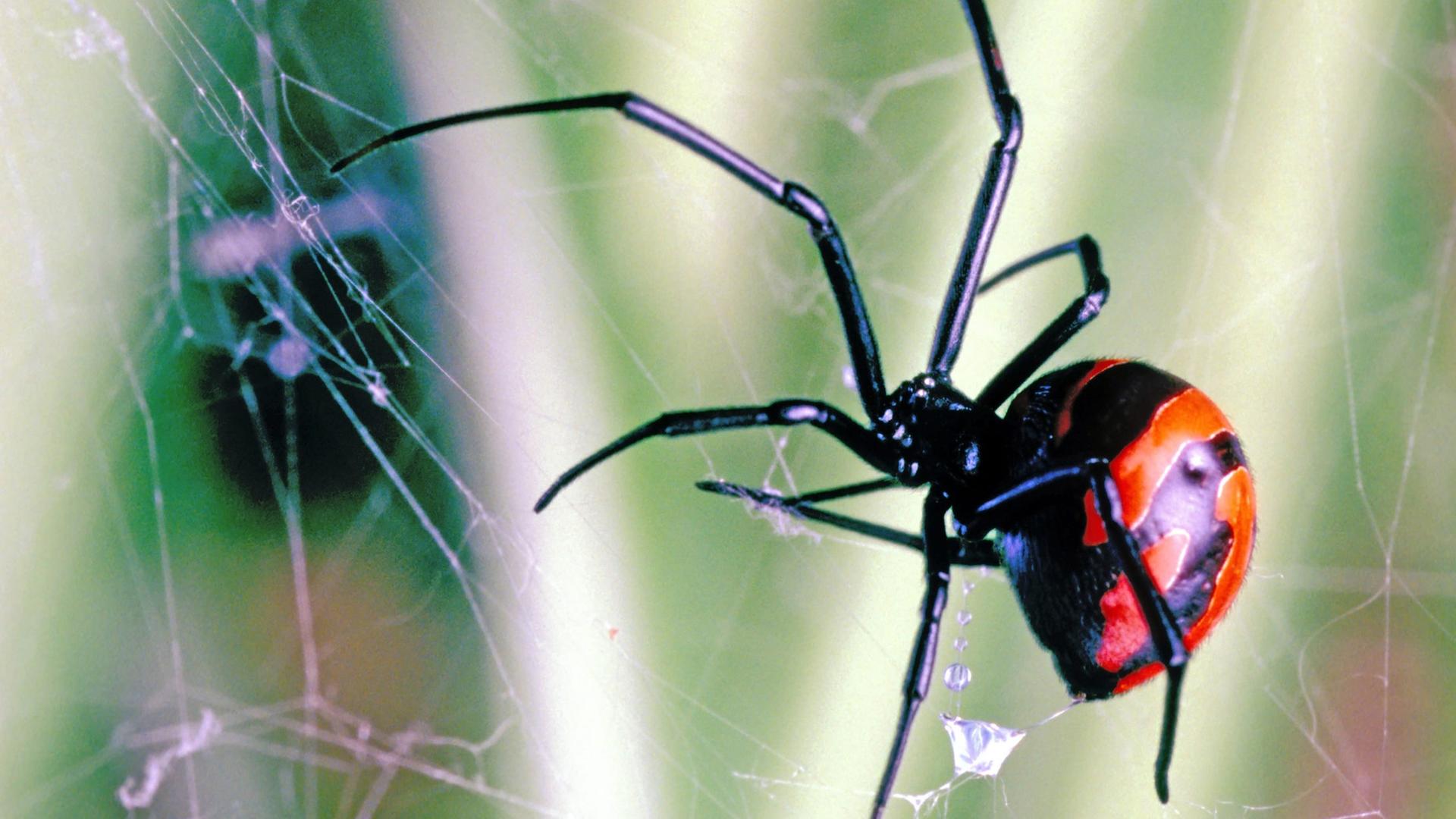 Eine Schwarze Witwe (Latrodectus sp.) in einem Spnnennetz vor grünem Hintergrund. Die Spinne ist schwarz und hat rote Flecken auf dem Körper.
