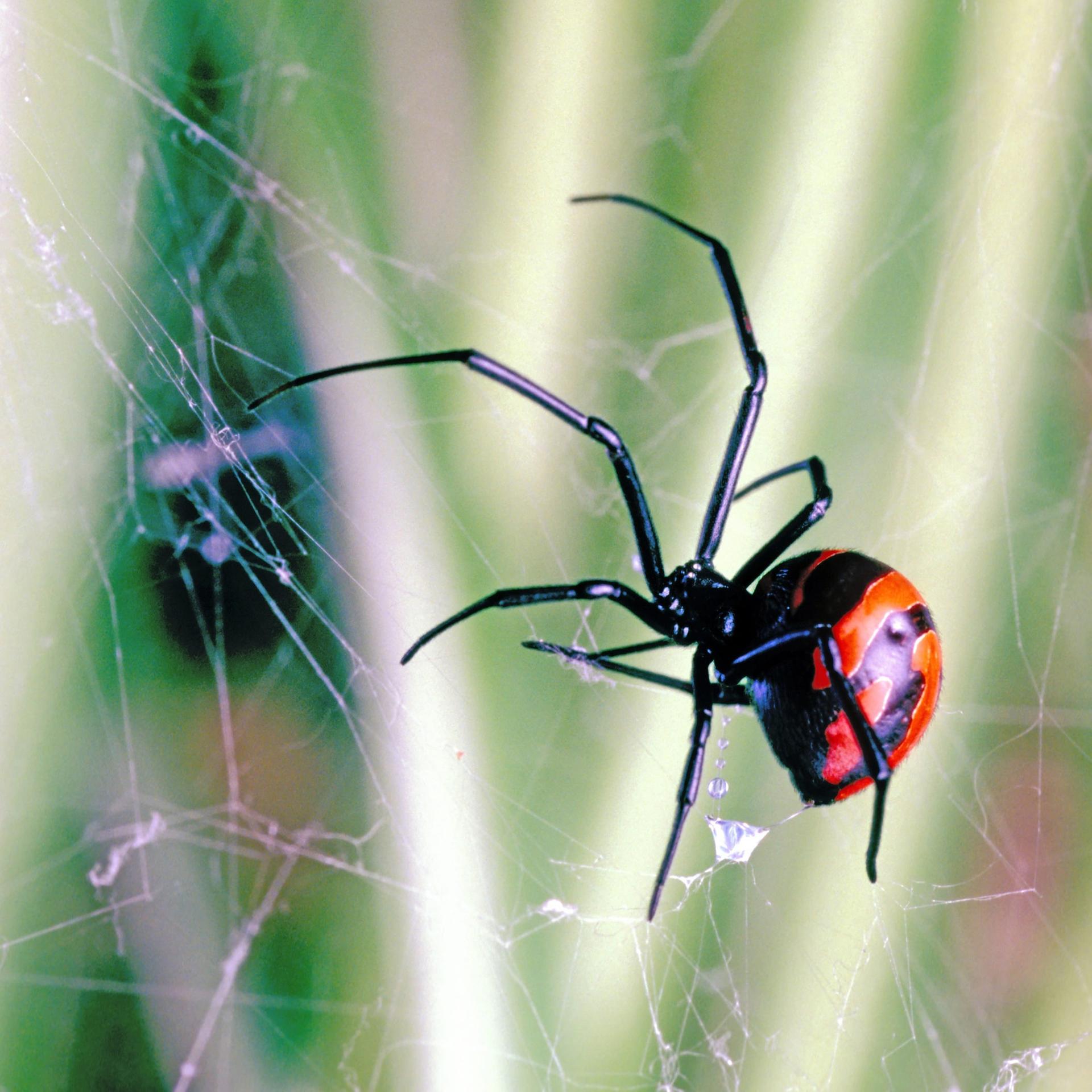 Verrufene Tiere – Autor Stephan Wunsch: Spinnen sind radikal romantisch