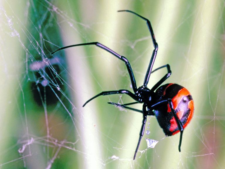 Eine Schwarze Witwe (Latrodectus sp.) in einem Spnnennetz vor grünem Hintergrund. Die Spinne ist schwarz und hat rote Flecken auf dem Körper.